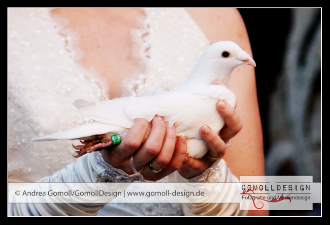 IMG_7236 IMG_7236