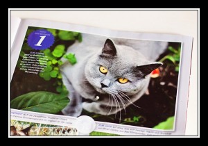 fotograf-tiere-nauen-falkensee-geliebte-katze Andrea Gomoll Veröffentlichung Katze Tierfotos