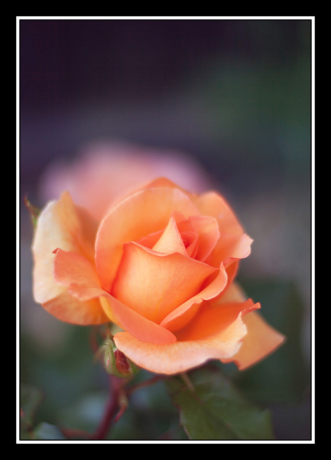 IMG_7070_web