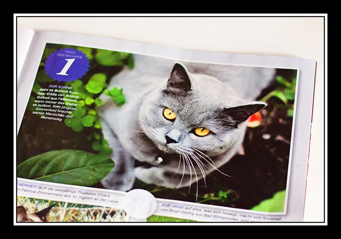fotograf-tiere-nauen-falkensee-geliebte-katze