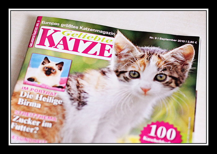 fotograf-tiere-nauen-falkensee-geliebte-katze2
